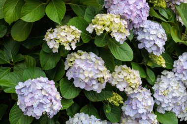 Açık mavi ortanca çiçekleri yaz başında Izu 'daki Shimoda Parkı' nda çiçek açıyor..