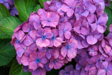 Açık mor ortanca çiçekleri yaz başında Izu 'daki Shimoda Parkı' nda çiçek açıyor..