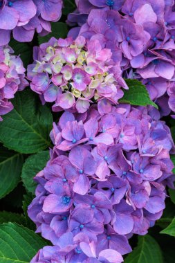 Açık mor ortanca çiçekleri yaz başında Izu 'daki Shimoda Parkı' nda çiçek açıyor..