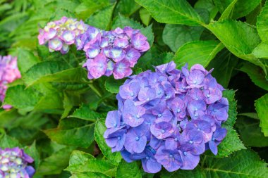Açık mor ortanca çiçekleri yaz başında Izu 'daki Shimoda Parkı' nda çiçek açıyor..