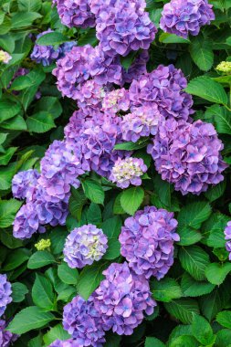 Açık mor ortanca çiçekleri yaz başında Izu 'daki Shimoda Parkı' nda çiçek açıyor..