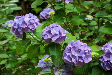 Açık mor ortanca çiçekleri yaz başında Izu 'daki Shimoda Parkı' nda çiçek açıyor..
