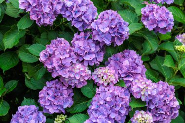 Açık mor ortanca çiçekleri yaz başında Izu 'daki Shimoda Parkı' nda çiçek açıyor..