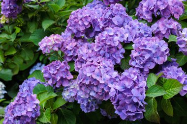 Açık mor ortanca çiçekleri yaz başında Izu 'daki Shimoda Parkı' nda çiçek açıyor..