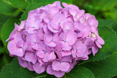 Shimoda Parkı 'nda yaz başında açan pembe ortanca çiçeklerinin yakın çekimi..