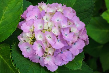 Shimoda Parkı 'nda yaz başında açan pembe ortanca çiçeklerinin yakın çekimi..