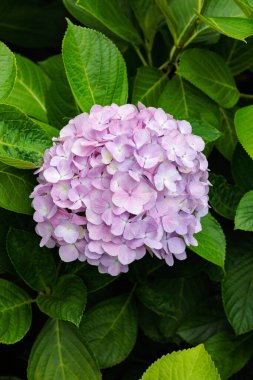 Shimoda Parkı 'nda yaz başında açan pembe ortanca çiçeklerinin yakın çekimi..