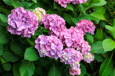 Shimoda Parkı 'nda yaz başında açan pembe ortanca çiçeklerinin yakın çekimi..