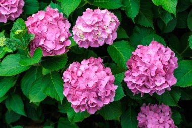 Shimoda Parkı 'nda yaz başında açan pembe ortanca çiçeklerinin yakın çekimi..