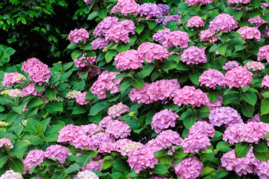 Yaz başında Izu 'daki Shimoda Park' ında açan pembe ortanca çiçekleri..