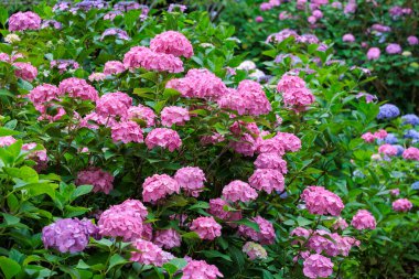 Yaz başında Izu 'daki Shimoda Park' ında açan pembe ortanca çiçekleri..