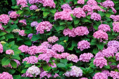 Yaz başında Izu 'daki Shimoda Park' ında açan pembe ortanca çiçekleri..