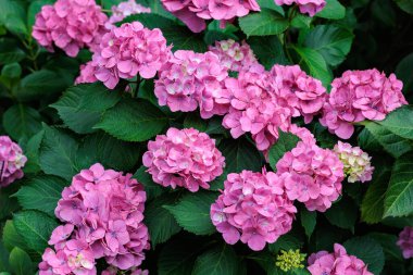 Yaz başında Izu 'daki Shimoda Park' ında açan pembe ortanca çiçekleri..