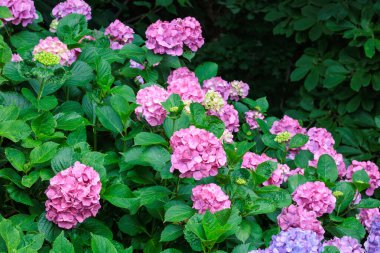Yaz başında Izu 'daki Shimoda Park' ında açan pembe ortanca çiçekleri..