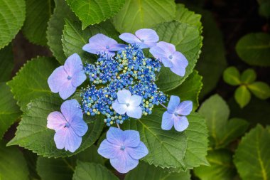 Izu 'daki Shimoda Park' ında yaz başında açan güzel mavi laccaplı ortanca çiçekleri..