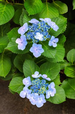 Izu 'daki Shimoda Park' ında yaz başında açan güzel mavi laccaplı ortanca çiçekleri..