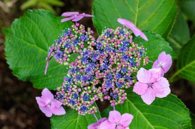 Izu 'daki Shimoda Parkı' nda yaz başında açan güzel pembe laccaplı ortanca çiçekleri..
