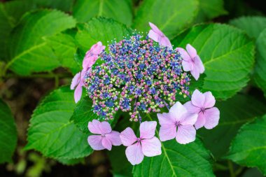 Izu 'daki Shimoda Parkı' nda yaz başında açan güzel pembe laccaplı ortanca çiçekleri..
