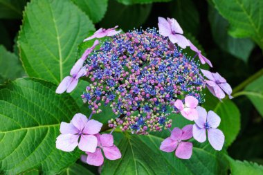 Izu 'daki Shimoda Parkı' nda yaz başında açan güzel pembe laccaplı ortanca çiçekleri..