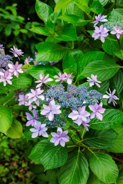 Izu 'daki Shimoda Parkı' nda yaz başında açan güzel pembe laccaplı ortanca çiçekleri..