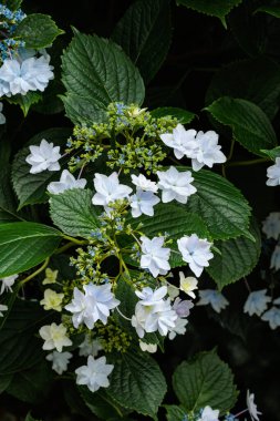 Izu 'daki Shimoda Park' ında yaz başında açan güzel beyaz laccaplı ortanca çiçekleri..