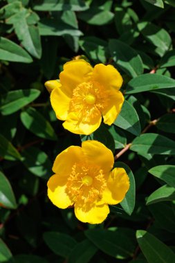 Yazın başında bahçedeki güzel sarı çalı çiçekleri.