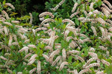 Itea Virginica 'nın çiçek açan çiçekleri yaz bahçesinin başlarında.