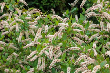 Itea Virginica 'nın çiçek açan çiçekleri yaz bahçesinin başlarında.