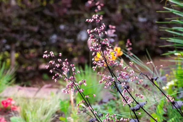 Heuchera Dolce çiçekleri yazın ilk zamanlarında çiçek açar..