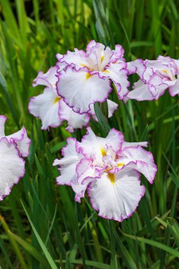 Yazın başında, deniz kenarındaki bir bahçede çiçek açan güzel iris çiçeklerinin yakın çekimi..