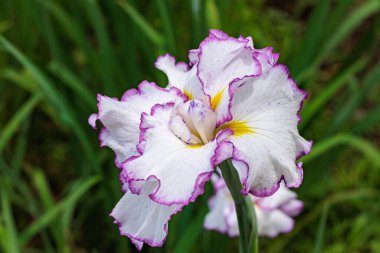 Yazın başında, deniz kenarındaki bir bahçede çiçek açan güzel iris çiçeklerinin yakın çekimi..