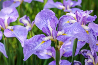 Yazın başında, deniz kenarındaki bir bahçede çiçek açan güzel iris çiçeklerinin yakın çekimi..