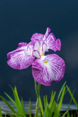 Yazın başında, deniz kenarındaki bir bahçede çiçek açan güzel iris çiçeklerinin yakın çekimi..