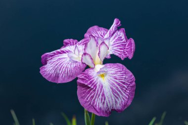 Yazın başında, deniz kenarındaki bir bahçede çiçek açan güzel iris çiçeklerinin yakın çekimi..