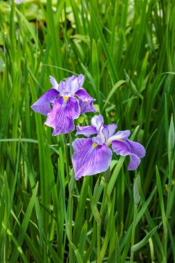 Güzel Japon irileri yazın başlarında bir su kenarı bahçesinde çiçek açıyor..