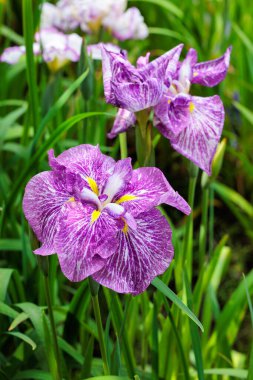 Güzel Japon irileri yazın başlarında bir su kenarı bahçesinde çiçek açıyor..