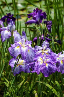 Güzel Japon irileri yazın başlarında bir su kenarı bahçesinde çiçek açıyor..