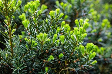 Yaz başında filizlenen Japon porsuğu filizleri..