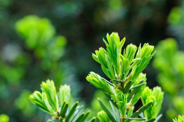 Yaz başında filizlenen Japon porsuğu filizleri..