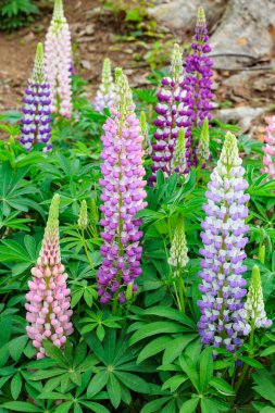 Orman parkında yetişen güzel ve renkli lupinler..