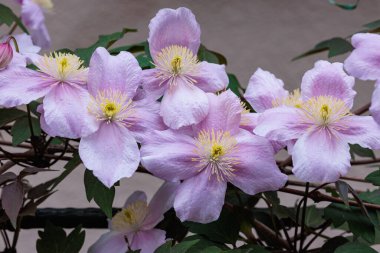 Bahçedeki güzel ve güzel kokulu Clematis Meyline çiçeklerine yakın..