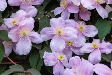 Bahçedeki güzel ve güzel kokulu Clematis Meyline çiçeklerine yakın..