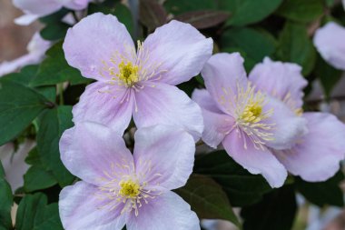 Bahçedeki güzel ve güzel kokulu Clematis Meyline çiçeklerine yakın..