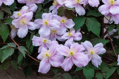 Güzel ve güzel kokulu Clematis Mayline çiçekleri bahçede..