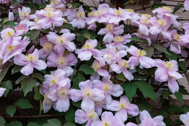 Güzel ve güzel kokulu Clematis Mayline çiçekleri bahçede..