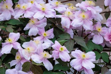 Güzel ve güzel kokulu Clematis Mayline çiçekleri bahçede..