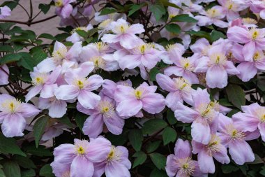 Güzel ve güzel kokulu Clematis Mayline çiçekleri bahçede..