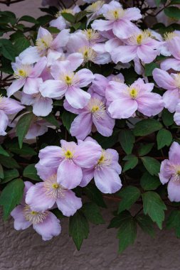 Güzel ve güzel kokulu Clematis Mayline çiçekleri bahçede..