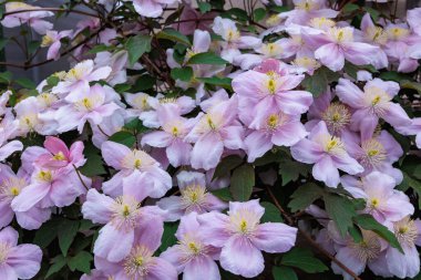 Güzel ve güzel kokulu Clematis Mayline çiçekleri bahçede..