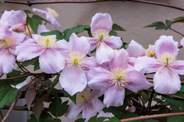 Güzel ve güzel kokulu Clematis Mayline çiçekleri bahçede..